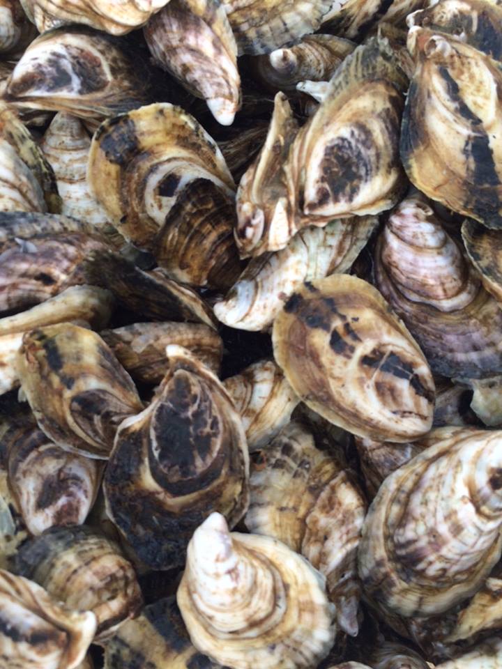 11742897_841775955905532_2759890662426385293_n