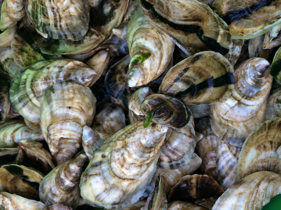 11707361_833851086698019_1654947331761589365_n